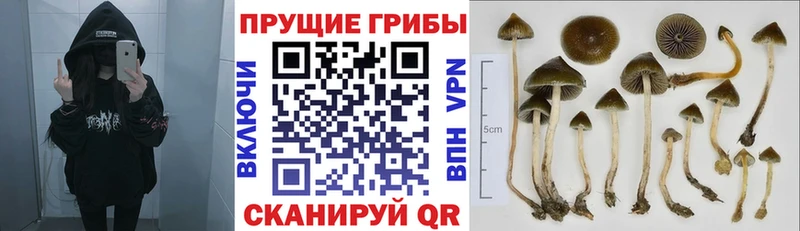 kraken как войти  как найти закладки  Спас-Клепики  Галлюциногенные грибы Magic Shrooms 